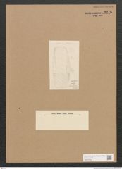Diatomeae indet. Zeichnungen Sammlung Grunow Nr. 3276 (NHMW-BOT-W0370755)